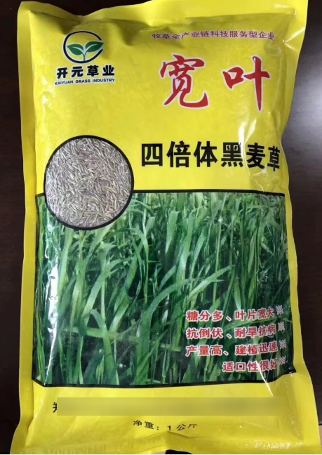 寬葉一年生四倍體黑麥草--耐低溫生長，秋冬非常優(yōu)質(zhì)的牧草